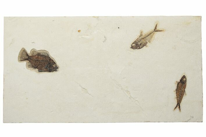 Green River Fossil Fish Plate - Three Species #233916